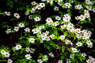 Dogwoods, closeup-7058 Dogwoods, closeup-7058